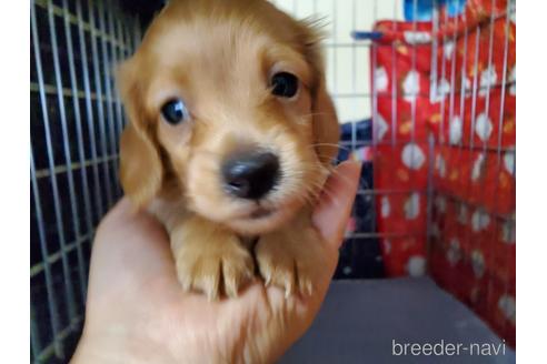 成約済の愛知県のミニチュアダックスフンド(ロングヘアード)-161762の3枚目